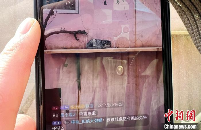 圖為雪豹“奶爸”史壽軍正在直播?！●R銘言 攝