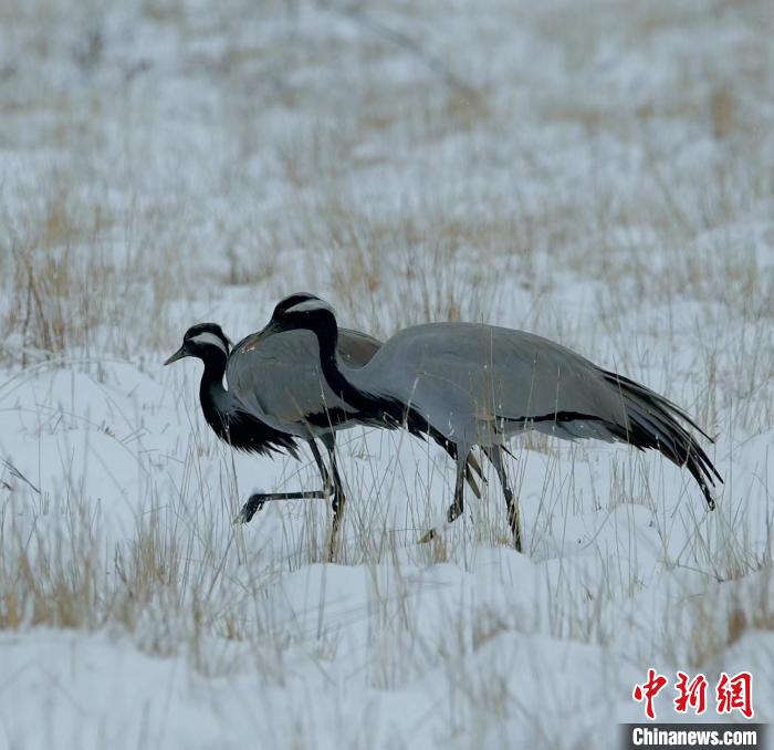 在若爾蓋濕地的蓑羽鶴?！∩袞|機(jī) 攝