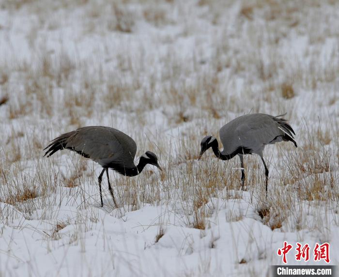 在若爾蓋濕地的蓑羽鶴?！∪魏吻?攝