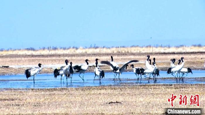圖為成群的黑頸鶴“翩翩起舞”。　當智 攝