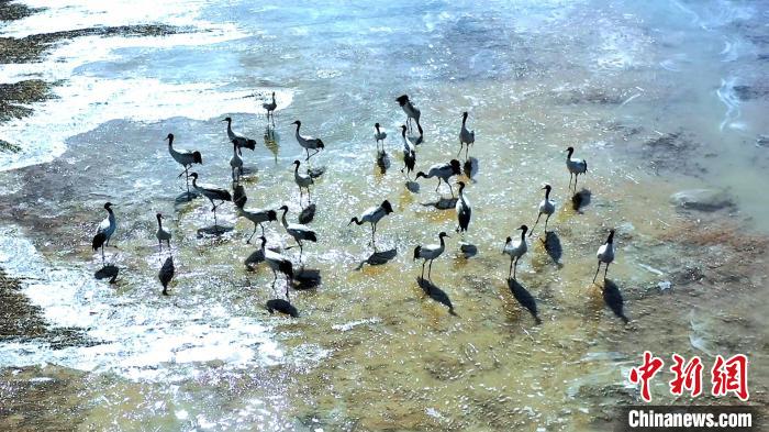 圖為黑頸鶴群駐足休憩?！￡惷髡?攝