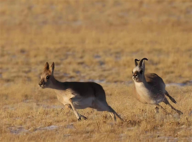 藏羚羊。圖片來(lái)源：農(nóng)牧民大自然攝影隊(duì)