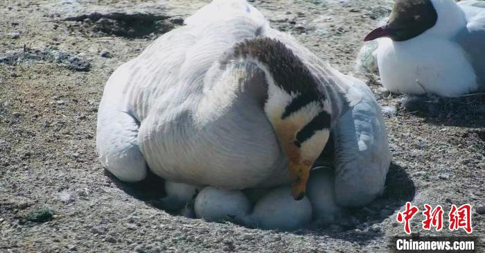 圖為斑頭雁孵蛋?！【G色江河 供圖