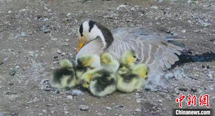 圖為斑頭雁母親和孩子們在一起。　綠色江河 供圖