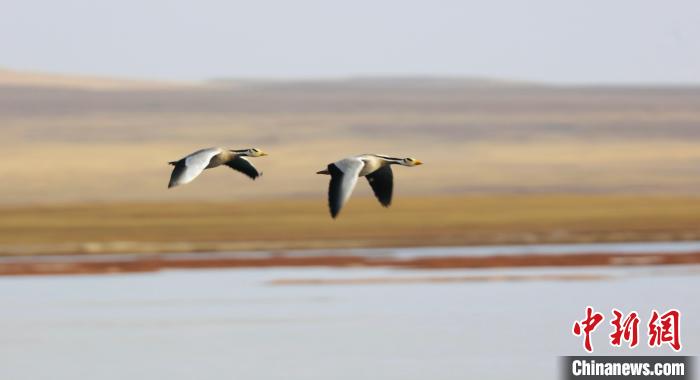 圖為飛翔的斑頭雁?！【G色江河 供圖