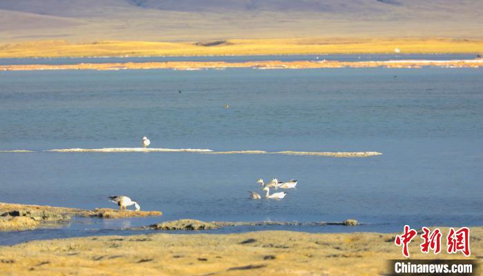 圖為斑頭雁在班德湖中休憩?！【G色江河 供圖