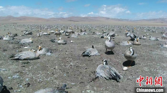 圖為斑頭雁在空地上孵蛋?！【G色江河 供圖