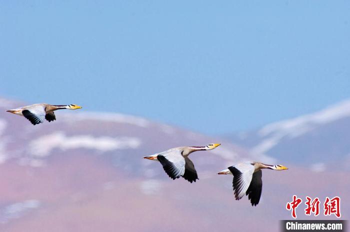 圖為斑頭雁在空中飛行?！【G色江河 供圖