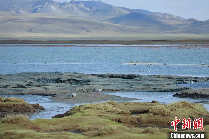 圖為斑頭雁在班德湖中覓食?！【G色江河 供圖