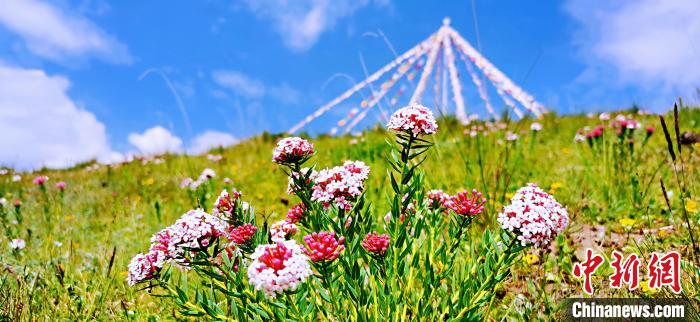 圖為草原一角?！?韓麗 　攝