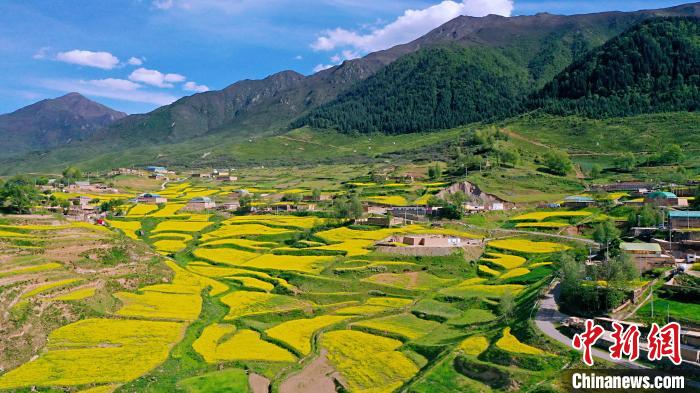 圖為加吾鄉(xiāng)的油菜花?！￡P(guān)卻才讓 攝