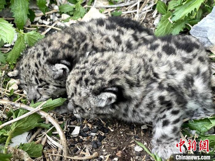 四川甘孜:護(hù)林員助力走失雪豹幼崽回到母豹身邊