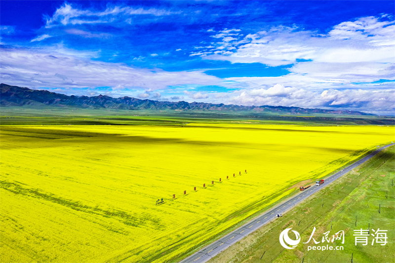 萬畝有機油菜種植基地。人民網(wǎng) 張皓芃攝