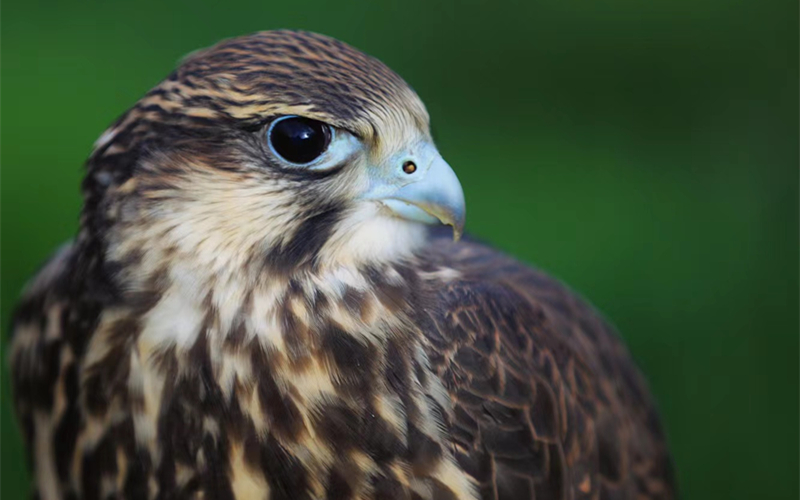 獵隼。江文江措攝