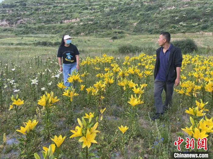 村民采摘百合花。　壤塘縣委宣傳部供圖