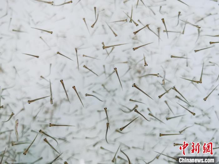 探訪青海湖湟魚“育嬰室”：“密集”育苗，體重10克放流