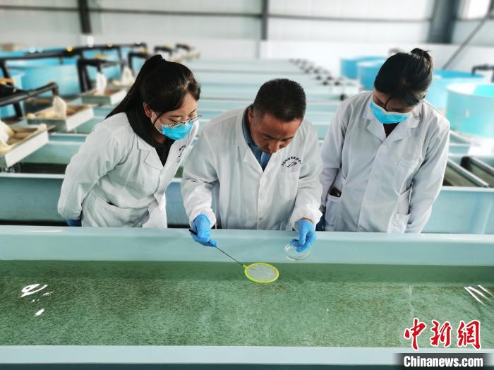 圖為工作人員檢查魚苗?！?zhí)砀?攝