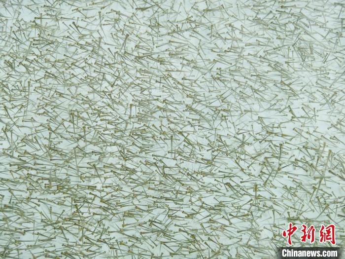 圖為密集培育的魚苗?！?zhí)砀?攝