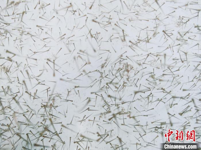 圖為魚苗。　張?zhí)砀?攝