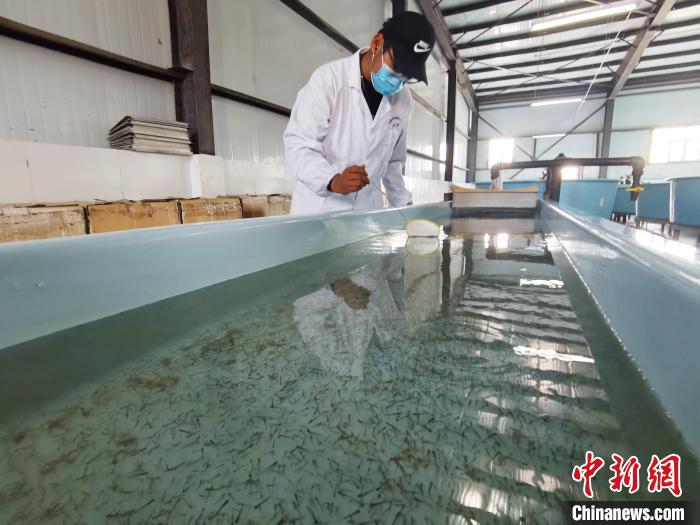 圖為工作人員檢查魚苗?！?zhí)砀?攝