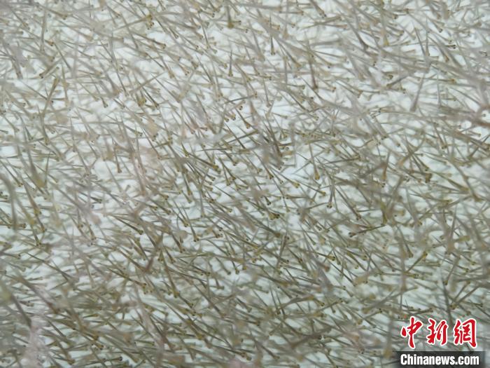 圖為密集分布的魚苗?！?zhí)砀?攝