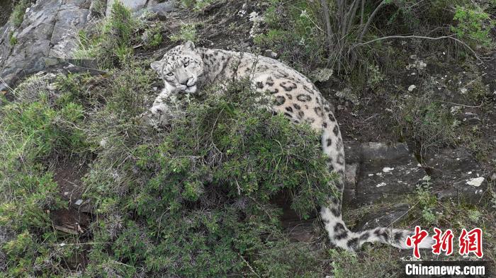 圖為雪豹向牧民攝影師方向張望。(資料圖) 公尕日 攝