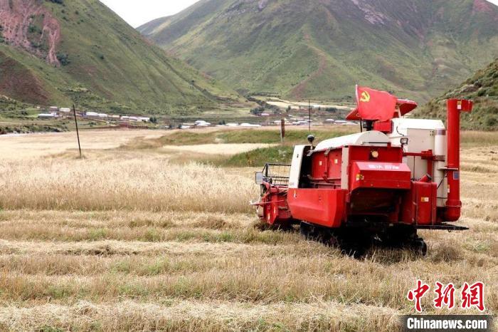 圖為秋收現(xiàn)場。　玉樹州委宣傳部供圖