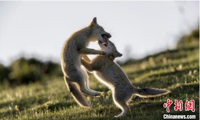 圖為郝進(jìn)芳的作品《難分勝負(fù)》?！∏嗪Ｊ∑钸B山自然保護(hù)協(xié)會(huì)供圖