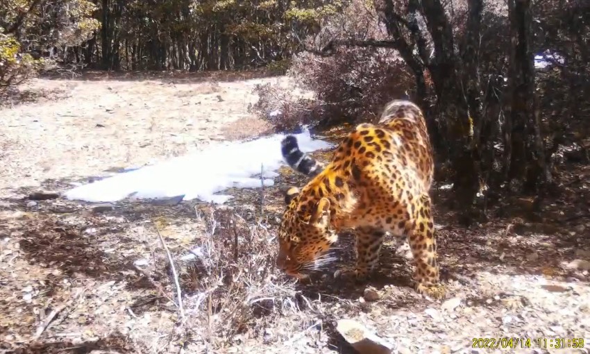 金錢豹。涼山州委宣傳部供圖