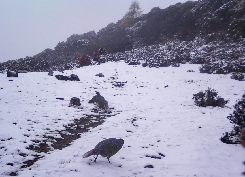 血雉。涼山州委宣傳部供圖