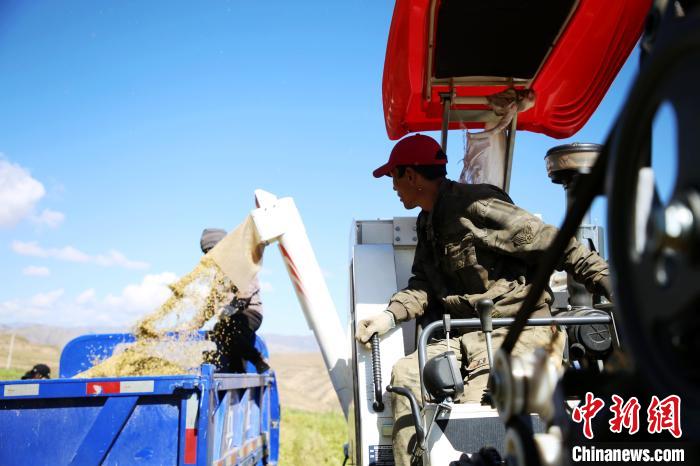 圖為飼草收割?！●R芝芬 攝