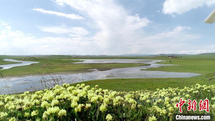 青海澤曲草原見(jiàn)聞：牛羊可“選美”，“生態(tài)畜牧”成招牌