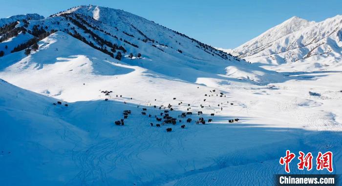 圖為牦牛群在雪地里覓食。　都蘭縣融媒體中心供圖