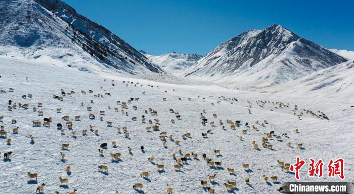圖為羊群在雪地里覓食?！《继m縣融媒體中心供圖