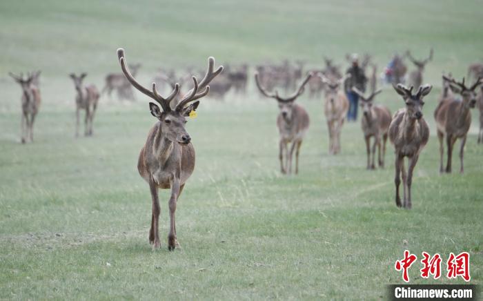2022年夏日時(shí)節(jié)，甘肅張掖市肅南縣祁連山下的馬鹿養(yǎng)殖基地。(資料圖) 楊艷敏 攝