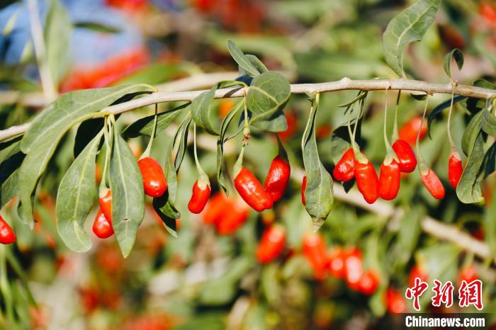 圖為柴達(dá)木盆地有機(jī)枸杞?！O睿 攝