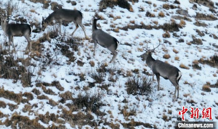 圖為巖羊和馬鹿集體覓食。　都蘭縣融媒體中心 供圖