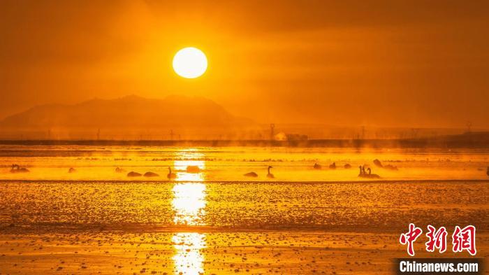 圖為天鵝群在湖中休憩?！『螁⒔?攝