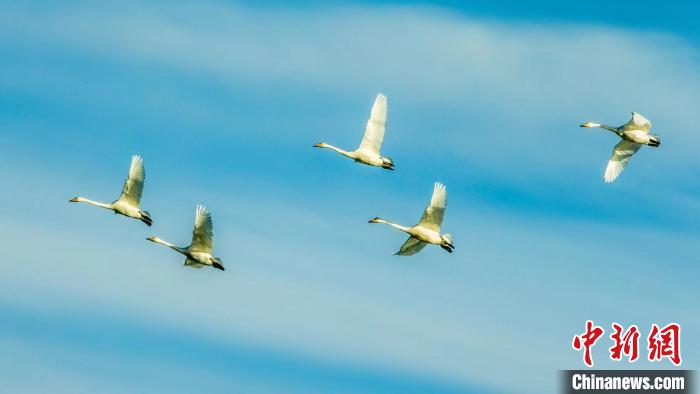 圖為天鵝在空中飛翔?！『螁⒔?攝