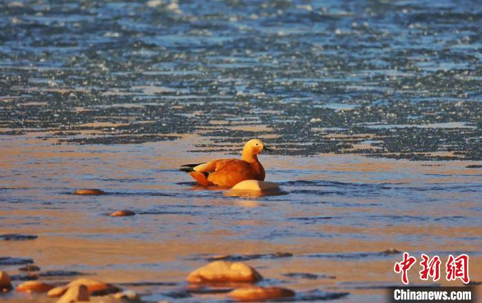圖為赤麻鴨自在游曳。　白日丁布江才 攝