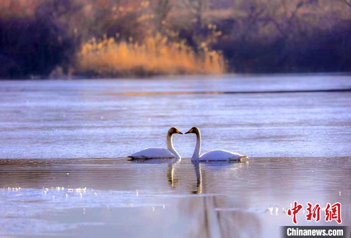 圖為天鵝在湖面嬉戲?！◇泱憔?攝