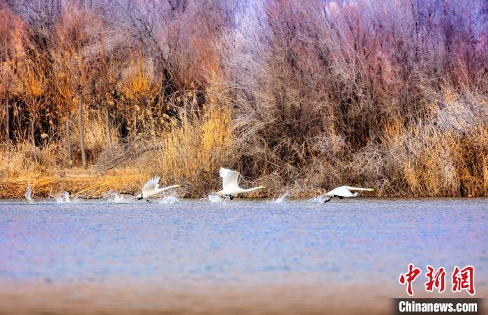 圖為起舞的天鵝與碧波蕩漾的湖面相映成趣。　簡約 攝