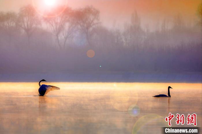 圖為天鵝在湖面嬉戲?！◇泱憔?攝