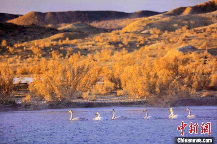 圖為黃河岸畔貴德縣迎來天鵝“做客”。　筱筱君 攝