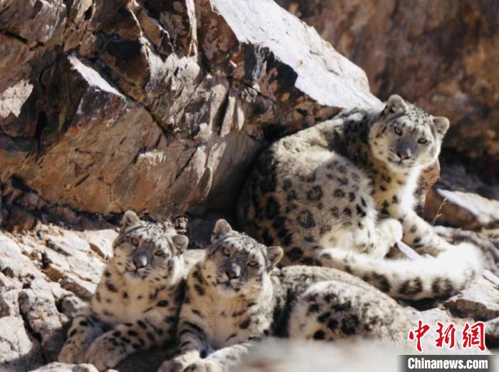 青海都蘭：雪豹、兔猻等多種珍稀野生動物亮相