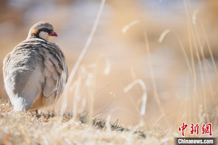 圖為都蘭縣境內(nèi)的鳥類?！±?攝