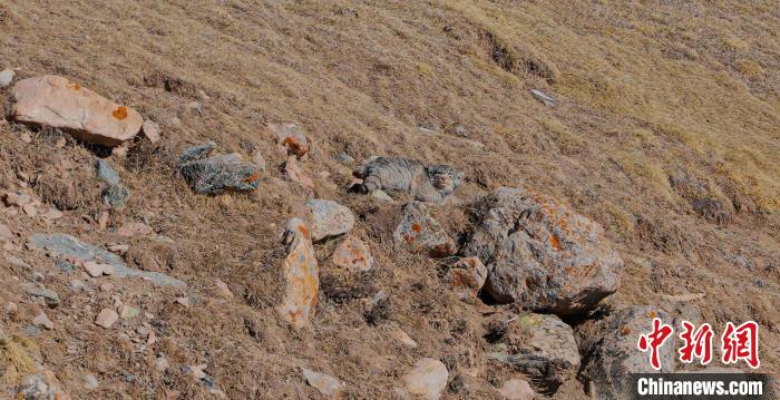 圖為兔猻?！±?攝