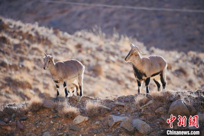 圖為都蘭縣境內(nèi)的野生動物?！±?攝
