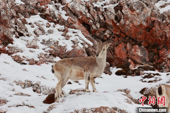 圖為在雪中悠然自得的巖羊?！“兹斩〔冀?攝
