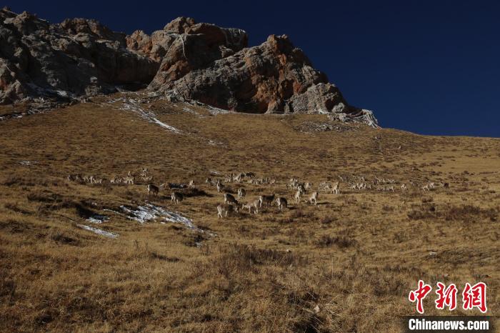 圖為巖羊群?！“兹斩〔冀?攝